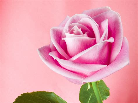 🔥 46 Light Pink Roses Wallpaper Wallpapersafari