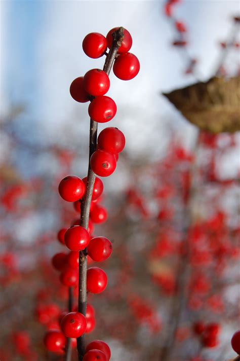 Learn How To Grow Winterberry Holly For Winter Color Winterberry
