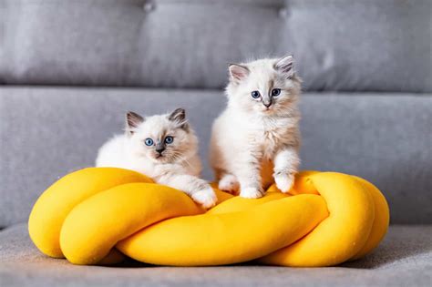 Feline Fantasia Ragdoll Kitten Photos To Melt Your Heart
