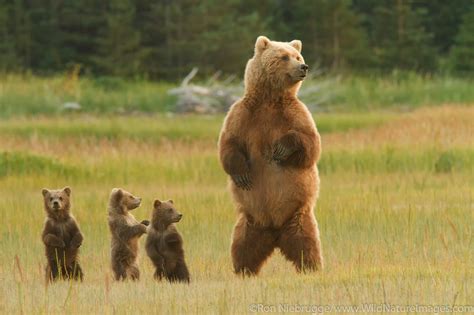 Sow With Spring Cubs Lake Clark National Park Alaska Photos By Ron