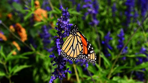 Discover more posts about betterfly. Download wallpaper 3840x2160 monarch butterfly, butterfly ...
