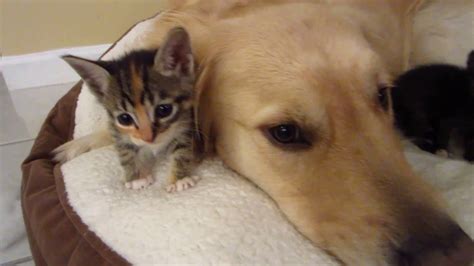 Kittens Love Their Big Dog Foster Father Cuddling With