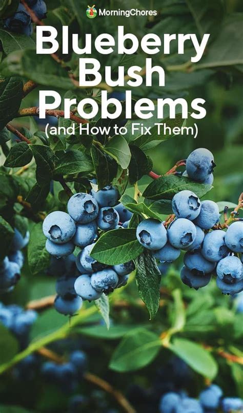 Are You Having Problems Growing Blueberries These Berries Can Suffer