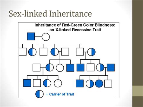 Ppt Pedigree Analysis Powerpoint Presentation Free Download Id2680893