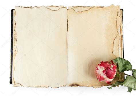 Bunny ear pattern printable : Open old book and rose isolated on white — Stock Photo © belchonock #28222123