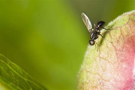 Watch Out For Black Flies A New Species Of Biting Insects On The Loose