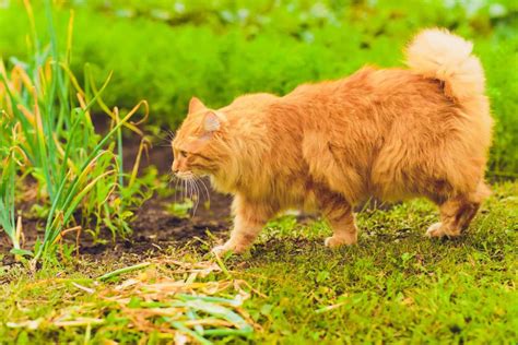 5 Fakta Unik Kucing American Bobtail