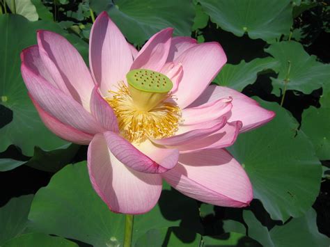 Nelumbo Nucifera Gaertn Lotus A Photo On Flickriver