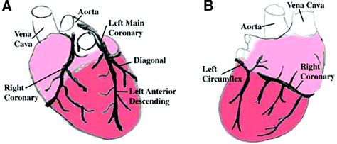 Development Of The Coronary Vessel System Circulation Research