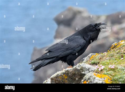 common raven northern raven corvus corax calling from top of sea cliff along the coast