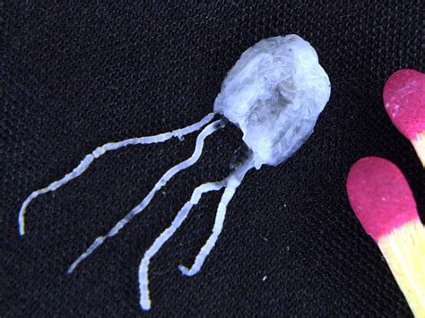 Irukandji Warning As Deadly Jellyfish Found In Southern Queensland