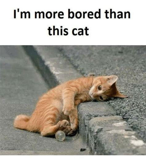 How about going to colours nightclub? I'm More Bored Than This Cat | Bored Meme on ME.ME