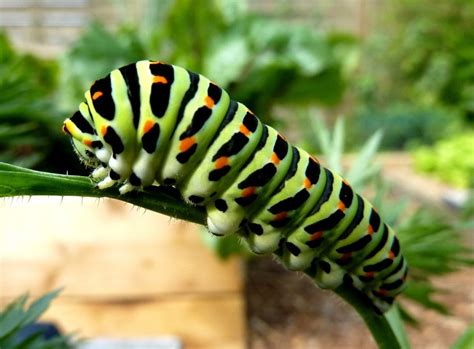 Caterpillar Of Swallowtail Free Image Download