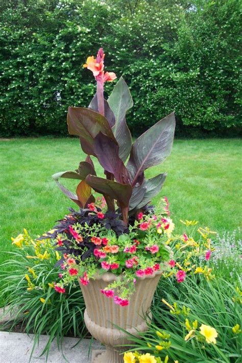 Best Container Gardening Ideas With Canna Lilies Flower 25 Best