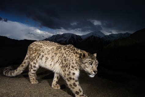 Snow Leopard Of Afghanistan Photos Snow Leopard Of Afghanistan