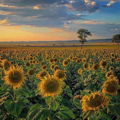 10 Blooming Beautiful Pics Of Summer Sunflowers On The