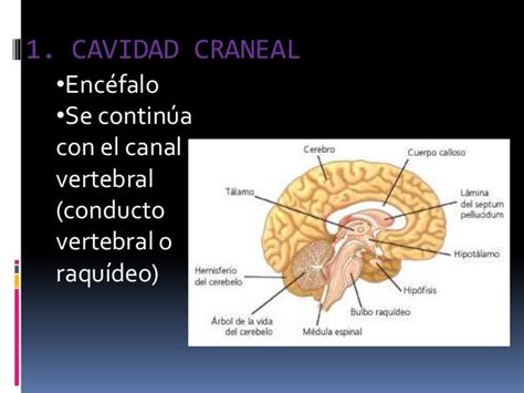 Cavidades Del Cuerpo Humana Ppt Presentation