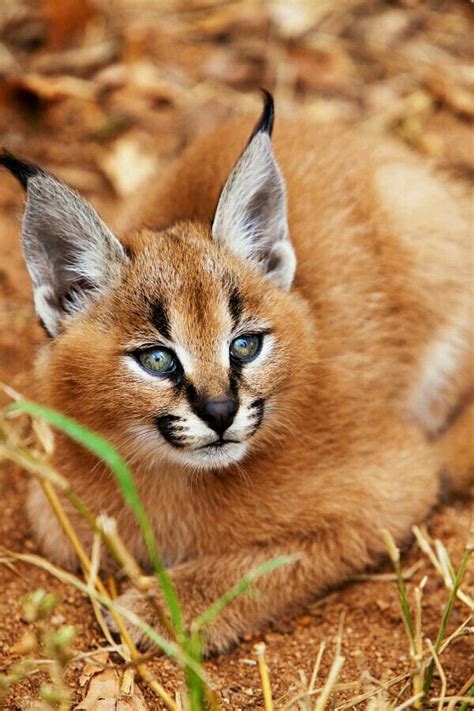 Caracal Wild Cats Cat Species Caracal Kittens