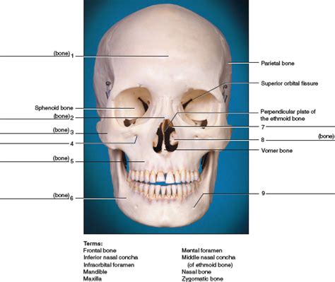 Solved Identify The Numbered Bones And Features Of The Skulls