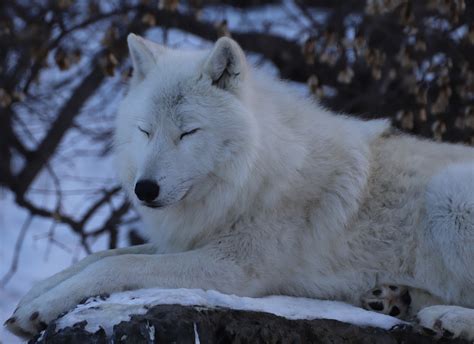Grayon- Do Wolves Really Sleep? - International Wolf Center