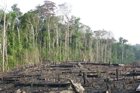 Global Trade Is Key Driver Of Deforestation Geographical Magazine