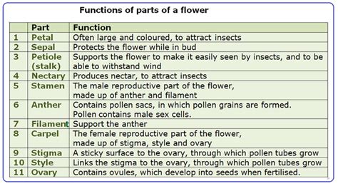 108 Structure And Functions Of A Flower Biology Notes For Igcse 2014