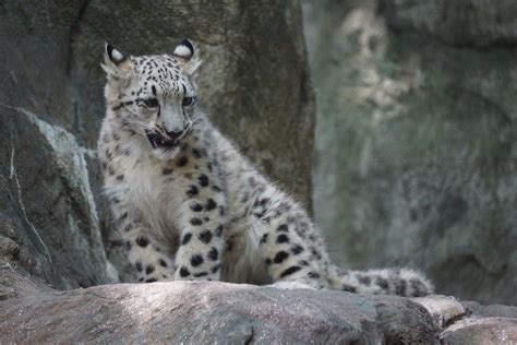 Leos Cub Bronx Zoo Male Snow Leopard Cub Born On 4913 Flickr