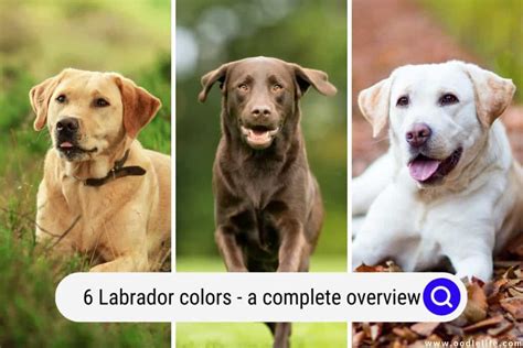 6 Labrador Colors A Complete Overview With Pictures And Rare Colors