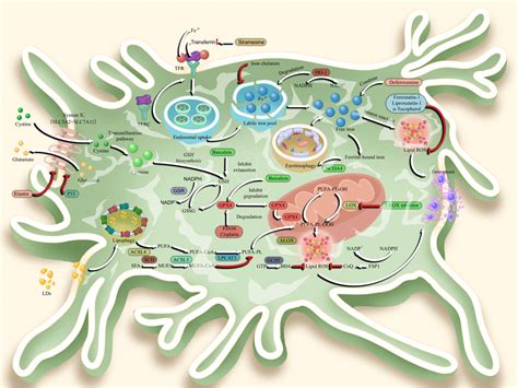 Frontiers Molecular Mechanisms Of Ferroptosis And The Potential
