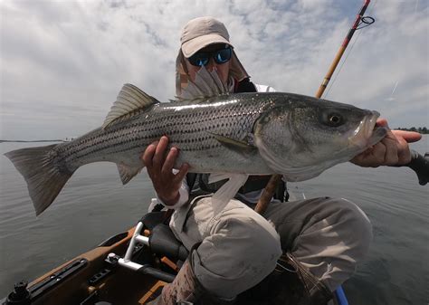 Rhode Island Striped Bass Simply Phenomenal