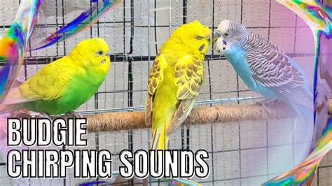 Budgie Chirping Sounds Birdsounds Parrot Budgies Parakeet Chirping Sound Aviary Pets