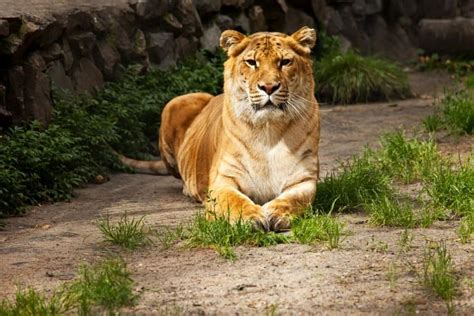 18 Astonishing Liger Facts Fact Animal