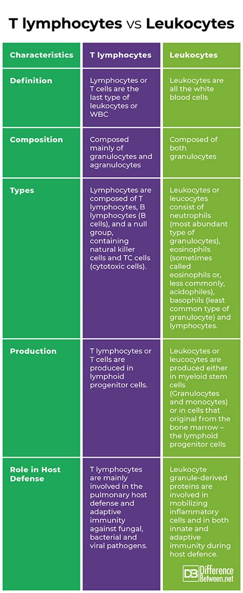 Difference Between T Cells Or T Lymphocytes And White