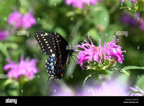 Eastern Black Swallowtail Butterfly Stock Photo Alamy