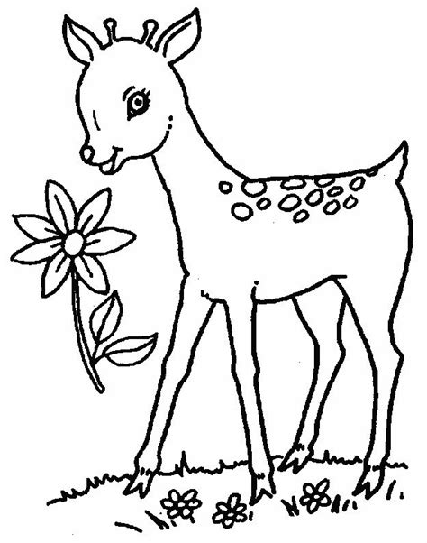 Baby Deer Coloring Pages Coloring Home