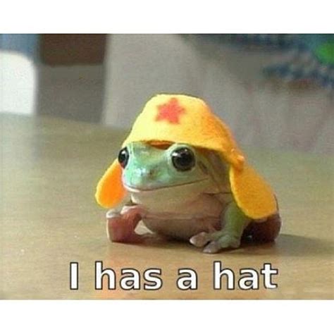 I Has A Hat Meme Guy