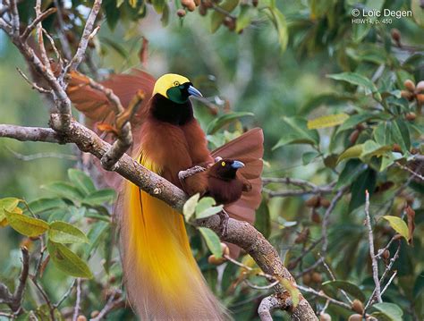 Mindblowing Planet Earth Greater Bird Of Paradise