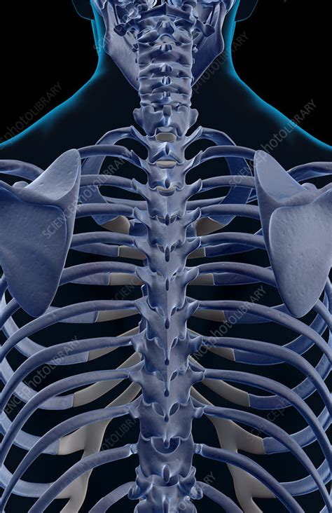 The Bones Of The Upper Body Stock Image F0013749 Science Photo