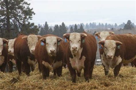 Pin By My Info On Beef Cattle In 2023 Cattle Ranching Hereford