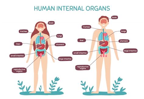 Dibujos Animados De Anatomía Del Cuerpo Humano órganos Internos