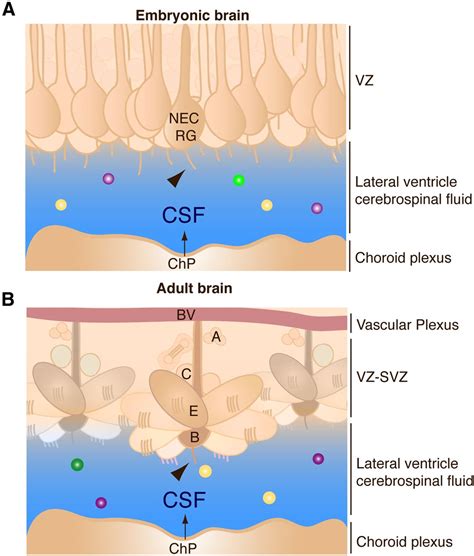 The Choroid Plexus And Cerebrospinal Fluid Emerging Roles In