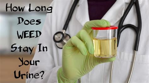 How Long Does WEED Stay In Your Urine Answering Your Most Googled