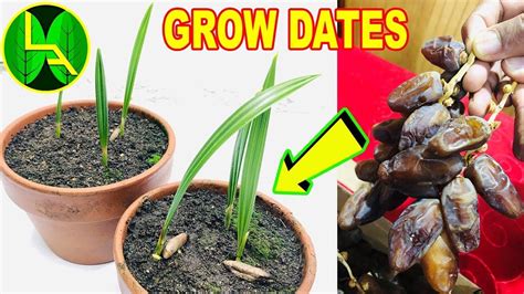 How To Grow Date Palm Tree From Seed At Home Youtube In