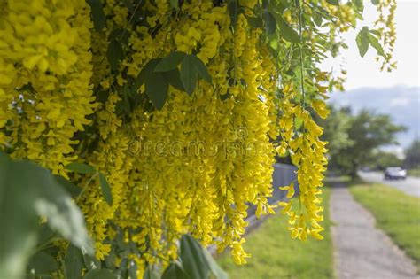 Branches With Beautiful Yellow Hanging Flowers Of Golden Rain Tree In