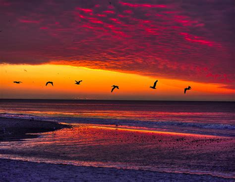 Birds Flying At Sunrise Photograph By Joe Granita Fine Art America