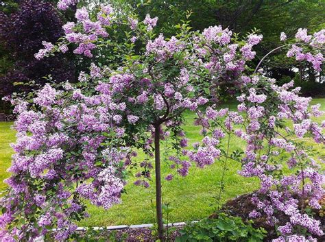Weeping Lilac Lilac Tree Trees For Front Yard Plants