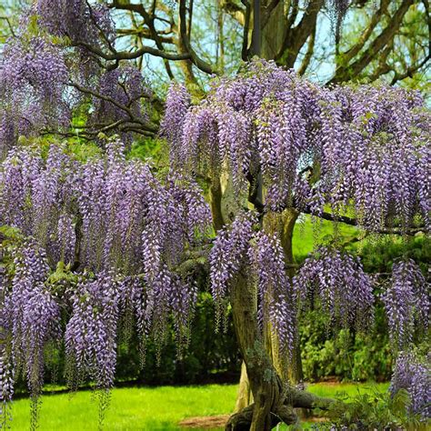 Purple Wisteria Trees For Sale