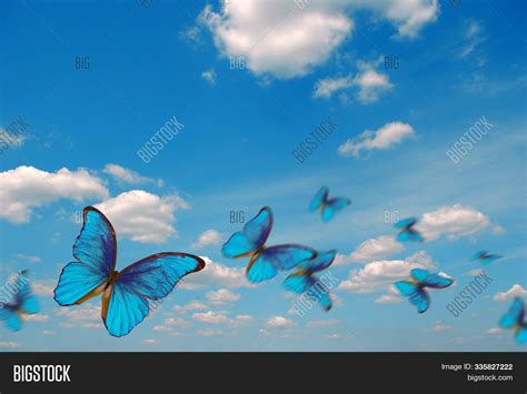 Blue Butterfly Flying In The Sky