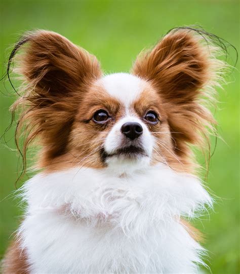 Can i travel with my papillon? Papillon Dog Breed Trainability, Temperament & Other Best Facts