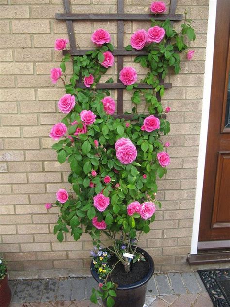 Amazing Vertical Garden Ideas About Climbing Plants In